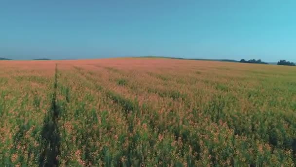 Vol bas au-dessus de blosson vert et rouge à la journée ensoleillée d'été. 4K . — Video