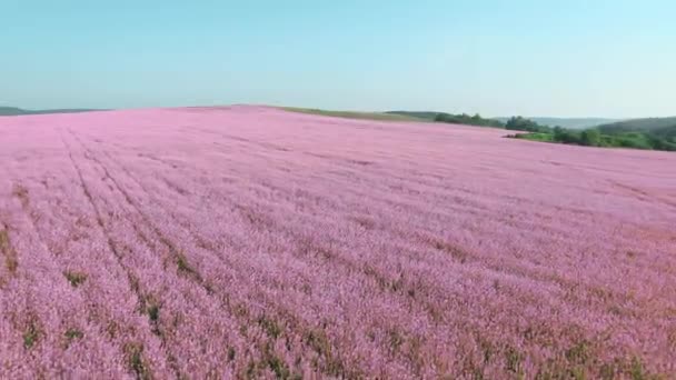 Widok z lotu ptaka na eko pole z różową, kwiatową łąką. 4K. — Wideo stockowe