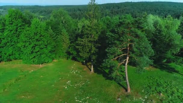 Вид зверху на літні зелені дерева на фоні лісу. 4-кілометровий . — стокове відео