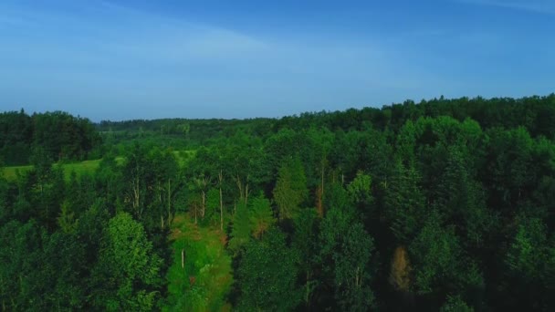 Вид с воздуха на солнечный тропический лес. 4K . — стоковое видео