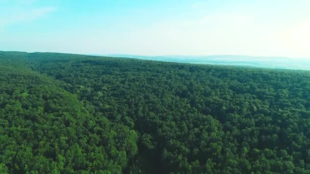 Vista aérea de floresta inocente, cheia de densas florestas que crescem de ambos os lados. 4K . — Vídeo de Stock