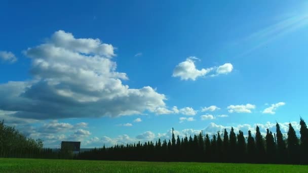 Vítr vanoucí na travnatém poli pod fantastickými bílými mraky, pohybujícími se přes letní modrou oblohu. 4k — Stock video