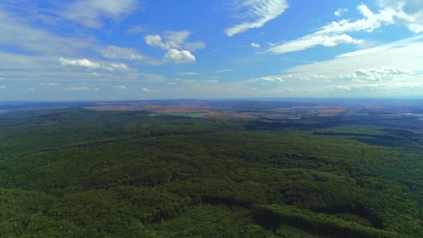 Zoom dans les bois avec des arbres verdoyants et vallonnés. Beau paysage. 4K — Video