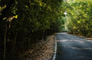 Güzel bir sonbahar sabahı İngiliz Tepesi Bölgesi 'ndeki bir köy yoluna ağaç tepe örtülerinden parlayan altın ışınlar..