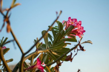 Arka planda pembe Bignonia çiçekler, Azalea çiçekler. Su damlaları ile adenyum arabicum çiçekler, Nusa Penida-Bali, Endonezya