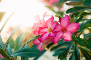 Arka planda pembe Bignonia çiçekler, Azalea çiçekler. Su damlaları ile adenyum arabicum çiçekler, Nusa Penida-Bali, Endonezya