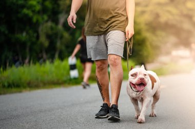 sabah sokak parkında köpek koşu egzersiz. Pitbull ile çalışan.
