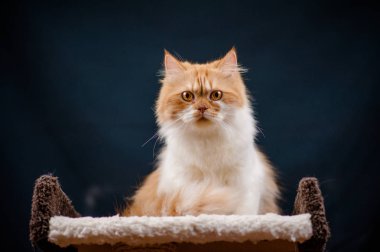 Yeşil gözlü Kürklü İngiliz Kedi Altın Chinchilla renk Yalan ve Kuyruk Raising, Siyah Arka Plan, Ön görünüm. Siyah Arka Plan Üzerinde Zencefil Kırmızı Kedi.Sevimli kedi.