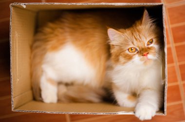 Zencefil kedi kutusu ahşap arka plan üzerinde yer almaktadır. Kabarık pet orada yatacak.