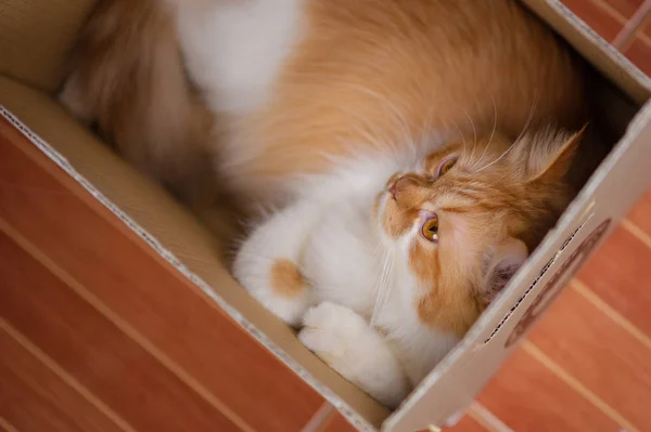 Ginger Cat Encuentra Caja Sobre Fondo Baldosa Fluffy Mascota Dormir — Foto de Stock