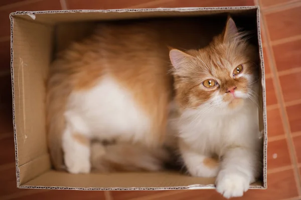 Ginger cat lies in box on tile background. Fluffy pet is going to sleep there.Funny cat sleeping in a box.cat in the box