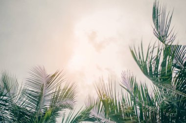 Gökyüzü arkaplanı üzerinde klasik tonlu palmiye ağacı.