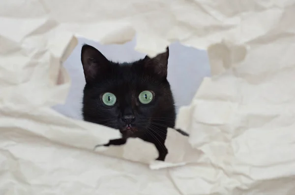 Μια Μαύρη Γάτα Κρυφοκοιτάζει Μέσα Από Μια Τρύπα Ένα Έγγραφο — Φωτογραφία Αρχείου
