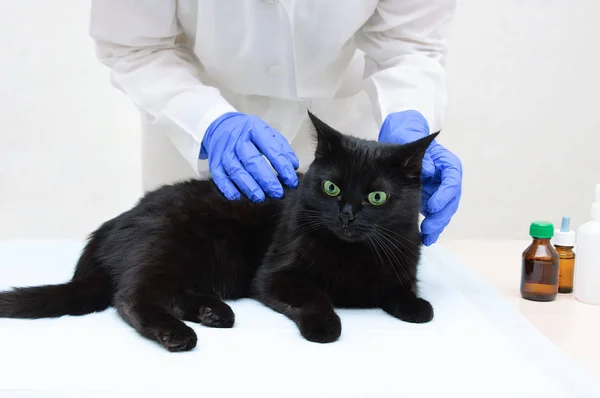 A veterinarian in a white coat and gloves makes an examination of a black cat