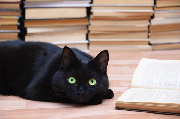 Чорний Кіт Лежить Підлозі Поруч Відкритою Книгою Книги Фоновому Режимі — стокове фото