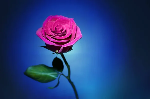 Rose Rose Sur Fond Bleu Avec Vignette Foncée Close — Photo