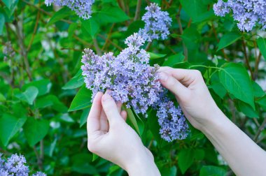Bir kıza çiçek açması leylak Bush elleri. Yakın çekim.
