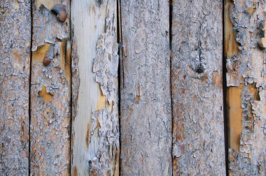 Ahşap doku kabuk soyma ile kurulların. Yakın çekim.