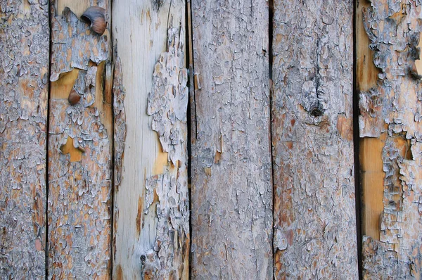 Ahşap doku kabuk soyma ile kurulların. Yakın çekim.