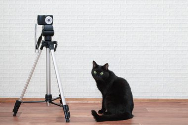 Siyah bir kedi bir tripod ve bir fotoğraf makinesi yanında oturur.