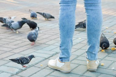 Bir kız güvercinler ekmek kırıntıları ile beslenir. Yakın çekim.
