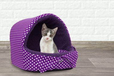 Küçük bir yavru kedi sıcak yumuşak evde oturup.