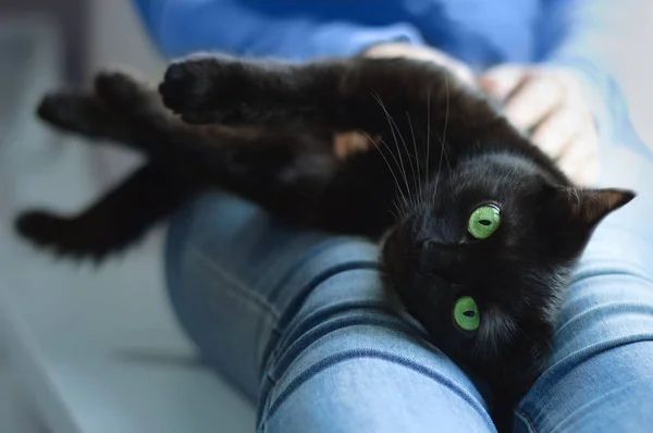 Kara Kedi Kız Ellerinde Yakın Çekim — Stok fotoğraf