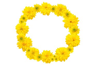 Sarı Heliopsis çiçek çelenk. Beyaz izole.