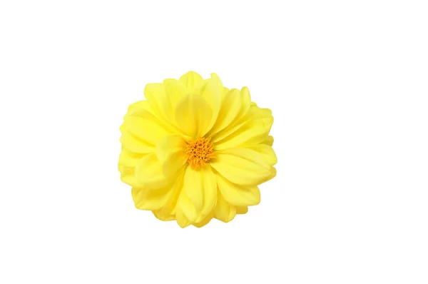 Bourgeon Fleur Jaune Dahlia Isolat Blanc — Photo