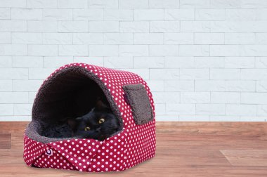 Siyah bir kedi bir sıcak yumuşak evde oturur.