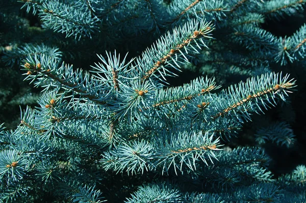 青いトウヒの枝 クローズ アップ — ストック写真
