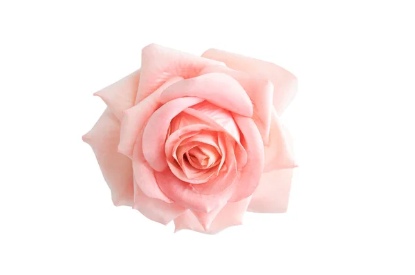 Bud pembe gül. Yakın çekim. Beyaz izole