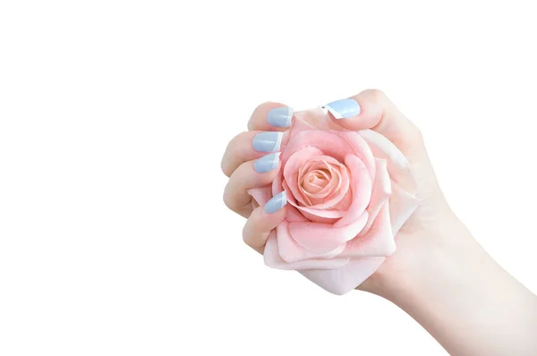 Rose Rose Bourgeon Main Gros Plan Isolat Blanc — Photo