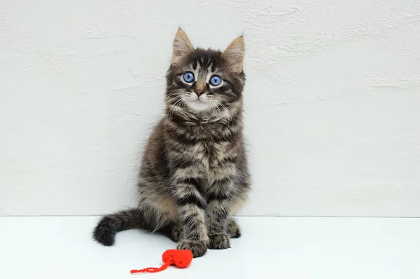 Little Kitten Red Toy Sitting White Background — Stock Photo, Image