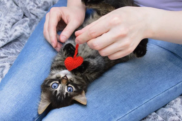 A little kitty in the arms of a girl with a knitted toy heart. View from above. Close-up.