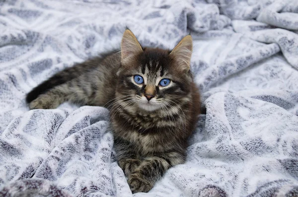 一只蓝眼睛的小猫躺在地毯上 — 图库照片