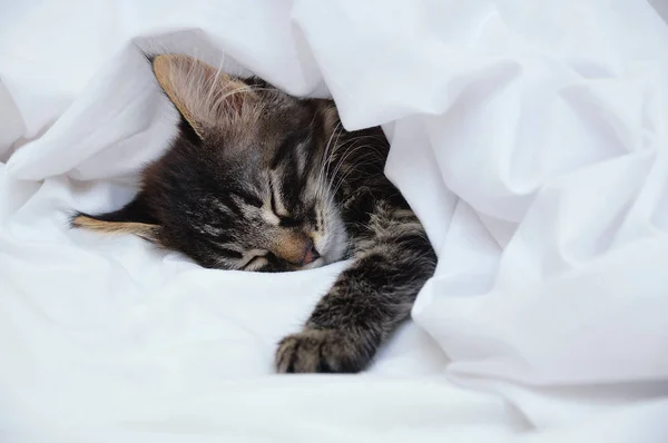 Mały Kociak Śpi Pod Białym Kocem Zbliżenie — Zdjęcie stockowe