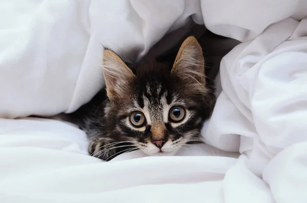 一只小小猫咪从白色的毯子下向外看 — 图库照片