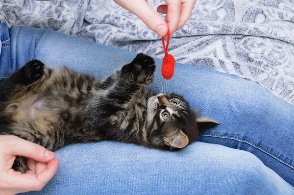 一只小猫在一个女孩的怀里 有一颗编织的玩具心 — 图库照片