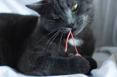 Gri kedi fare ile bir oyuncak ile oynar. Close.