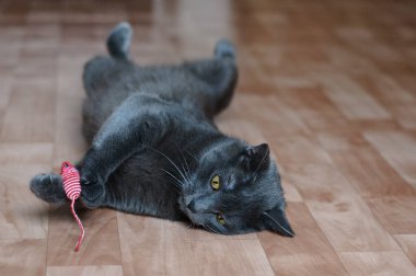 Gri kedi odada yerde yatan bir fare ile bir oyuncak ile oynar. Close.
