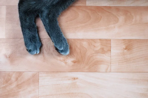 Γκρίζα Πόδια Γάτας Στο Πάτωμα Θέα Από Πάνω — Φωτογραφία Αρχείου