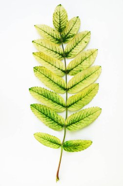 Yeşil-sarı rowan bir dal üzerinde bırakır. Beyaz arka plan.