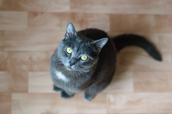 Yerde gri bir kedi oturuyor. Yukarı bakıyorum. Yukarıdan görüntüle.