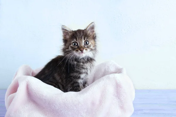 一只灰色的小猫坐在粉红色的格子上 靠着白色的墙 — 图库照片
