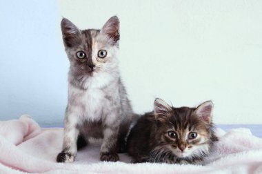 İki küçük gri kedi yavrusu beyaz bir duvar arka plan üzerinde pembe ekose üzerinde oturup.