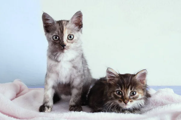 两只灰色的小猫坐在白色墙壁背景上的粉红色格子上 — 图库照片