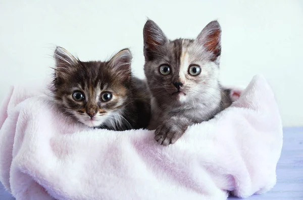 Two Little Gray Kittens Lie Pink Plaid White Wall Background — Stock Photo, Image