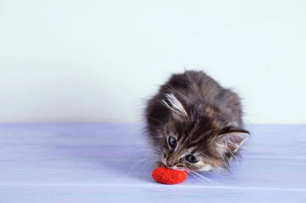 一只灰色的小猫在牙齿里抱着一颗针织玩具的心 — 图库照片