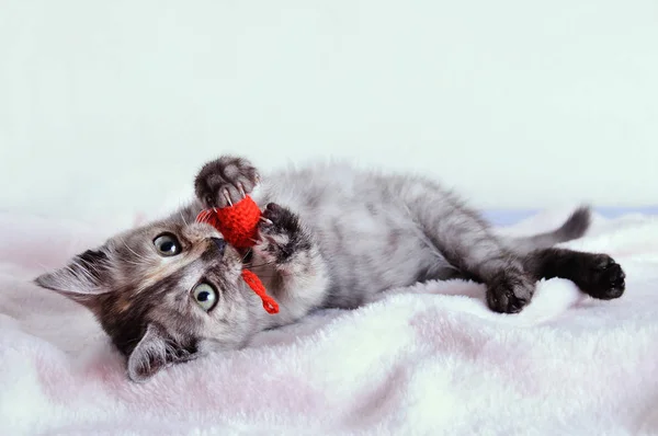 小灰色的小猫玩与针织玩具的心脏在它的爪子 — 图库照片